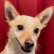 Board Game Animal logo